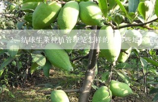 结球生菜种植管理是怎样的？哪些地区适合种植呢？