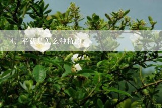 平菇是怎么种植的