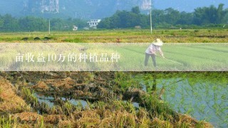 亩收益10万的种植品种