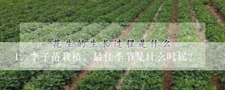 李子苗栽植，最佳季节是什么时候？