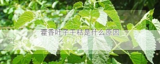 樱桃种子怎么种视频