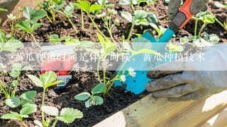 黄瓜种植时间是什么时候，黄瓜种植技术