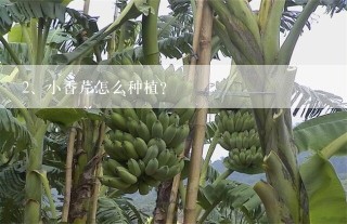 小香芹怎么种植？