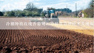 冷棚种植玫瑰香葡萄的种植及管理技术及视频