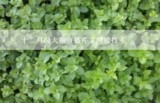 十二月份大棚直播芹菜种植技术