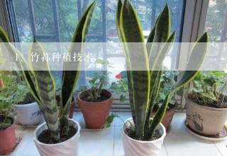 竹荪种植技术