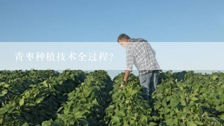 青枣种植技术全过程？