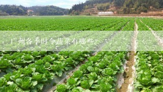 广州各季时令蔬菜有哪些？