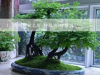 农村种什么好 种植这3种赚钱