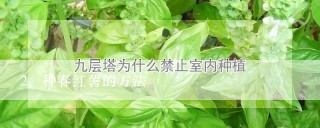 种春红薯的方法