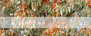 12月份种什么蔬菜