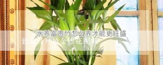 致富经种植金银花视频