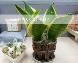 夏季种植大豆要注意什么