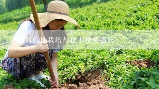 冷棚西红柿栽培与技术视频播放