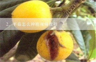 平菇怎么种植视频教程