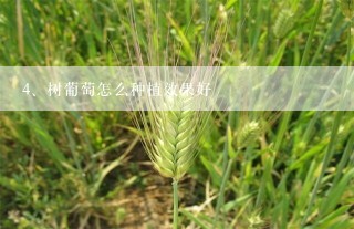 树葡萄怎么种植效果好