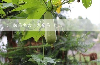 蔬菜名大全家常菜