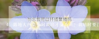 露地大白菜如何栽培才能高产？栽培时要注意些什么？