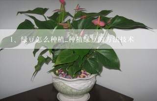 绿豆怎么种植_种植绿豆的方法技术