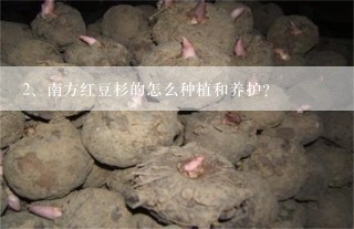 南方红豆杉的怎么种植和养护？