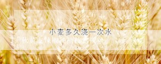 秋黄皮辣椒种植技术视频