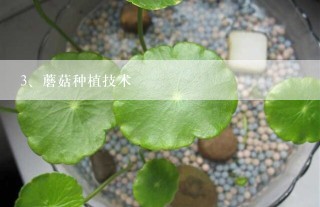 蘑菇种植技术