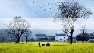 在南方吃过一种大绿叶菜，带点苦味。大家看看叫什么名字？