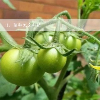 菌种怎么种植