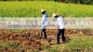 大棚种植什么水果、蔬菜赚钱？怎么管理温室大棚收益