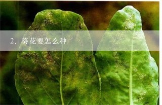 葵花要怎么种