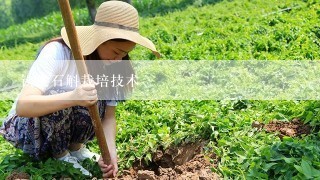 铁皮石斛栽培技术