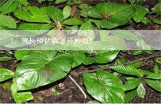 黄杨树盆栽怎样种植？