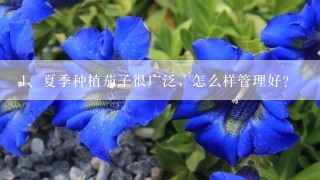 夏季种植茄子很广泛，怎么样管理好？