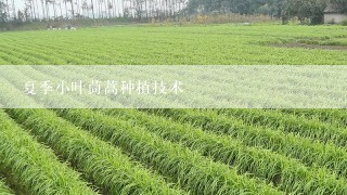夏季小叶茼蒿种植技术