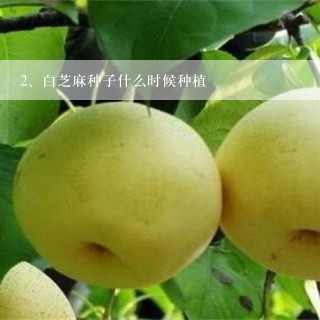 白芝麻种子什么时候种植