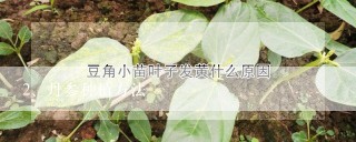 丹参种植方法