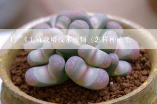 《毛竹栽培技术视频（怎样种植毛