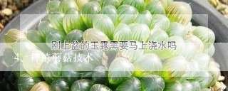 种植蘑菇技术