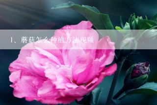 蘑菇怎么种植方法视频