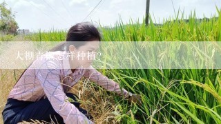 大棚青椒怎样种植？