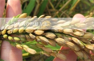 玉米高产种植方法