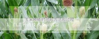 白芷种植技术及亩收益