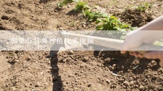 那里有甘薯种植技术视频