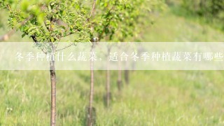 冬季种植什么蔬菜，适合冬季种植蔬菜有哪些