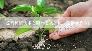 莲藕种植技术之阳台怎么种植，莲藕桶栽方法？