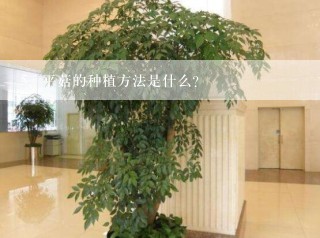 平菇的种植方法是什么？