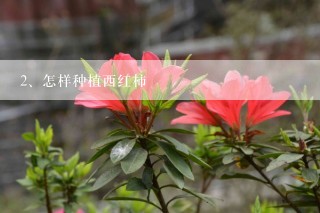 怎样种植西红柿