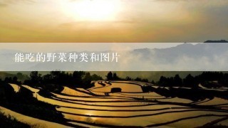 能吃的野菜种类和图片