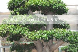 盆栽大西红柿的种植方法及要点