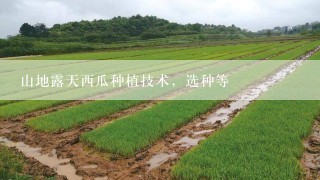 山地露天西瓜种植技术，选种等